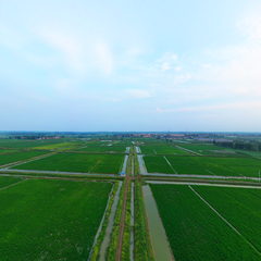 稻虾基地